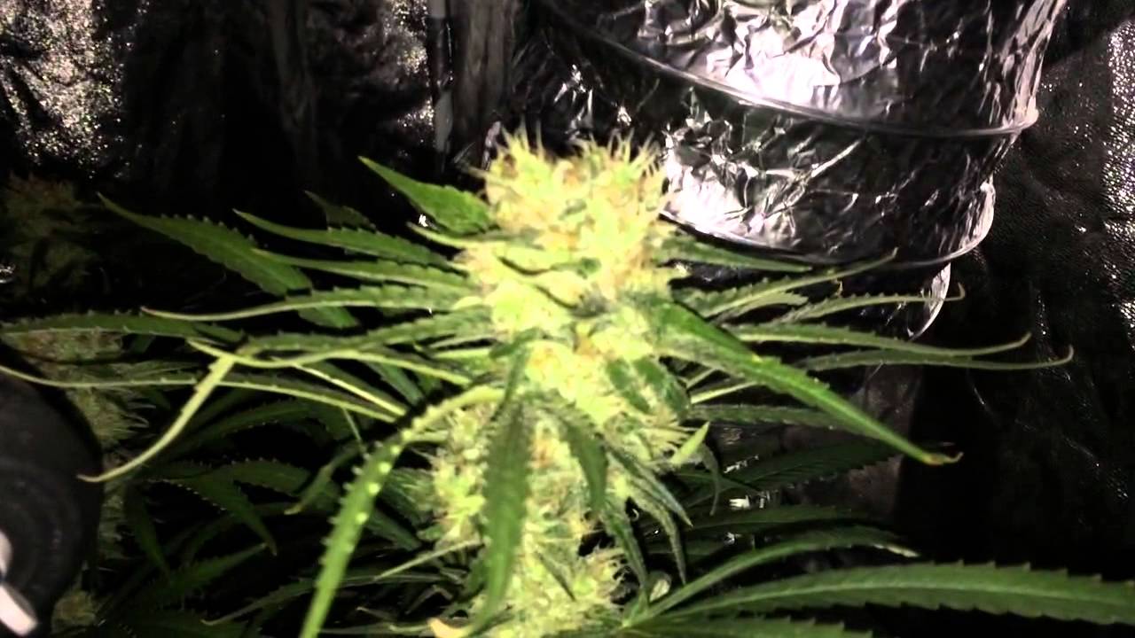 CBD Medi Haze - Day 53 Flowering
