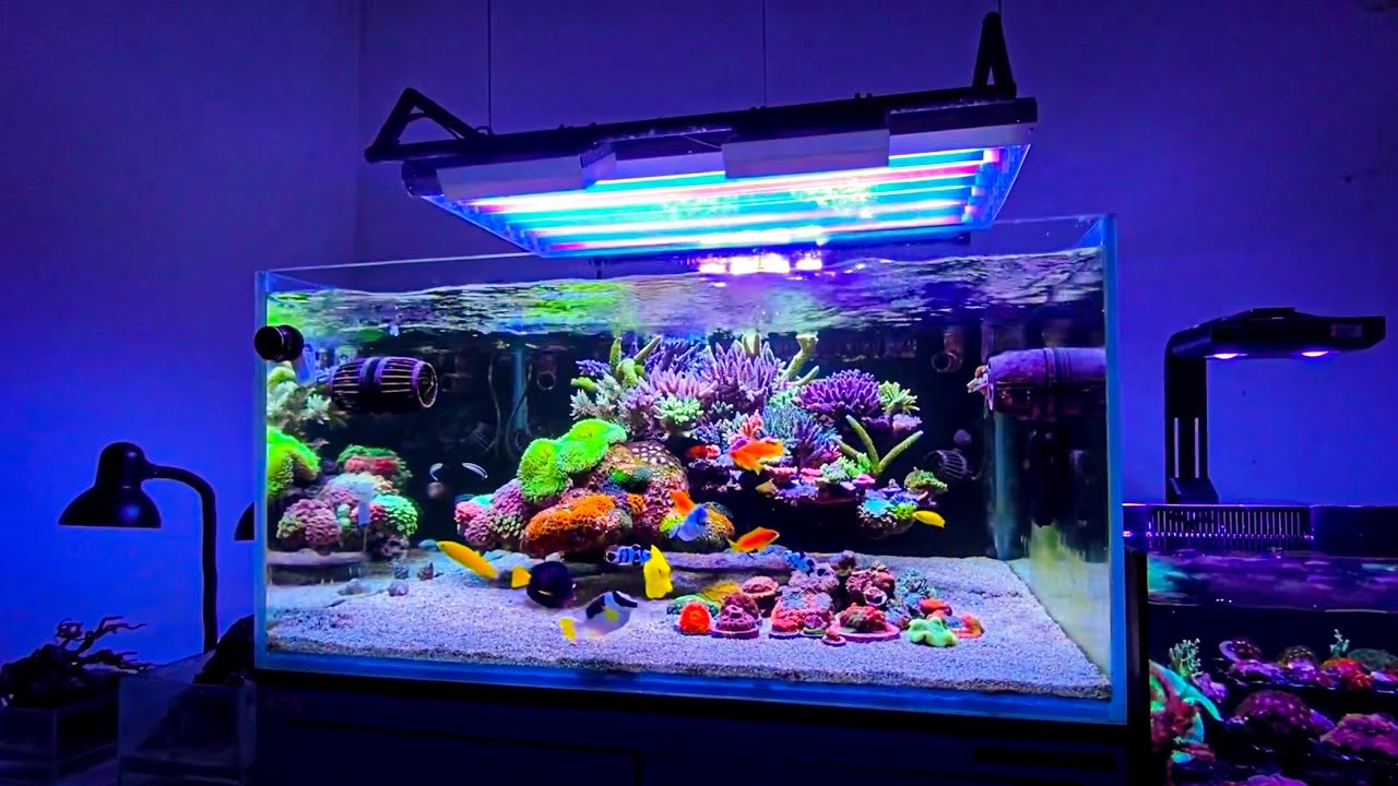 The Coolest Floating Reef Aquarium Setup I’ve Ever Seen 🤩