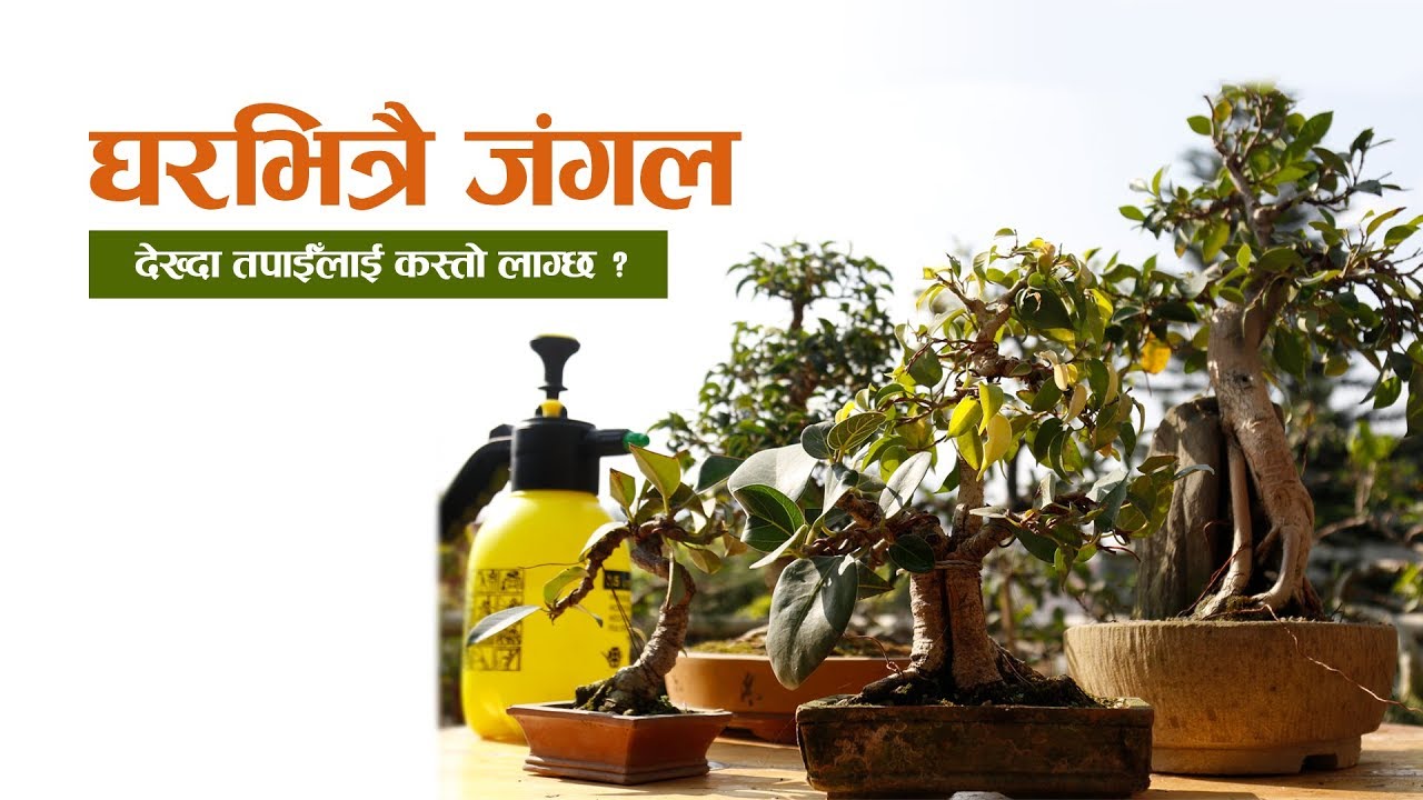 प्रोफेसर सा’बको बोन्साइ प्रेम : बेच्दा छोरी अन्माएझैं लाग्छ / Bonsai /Ramesh Kunwar