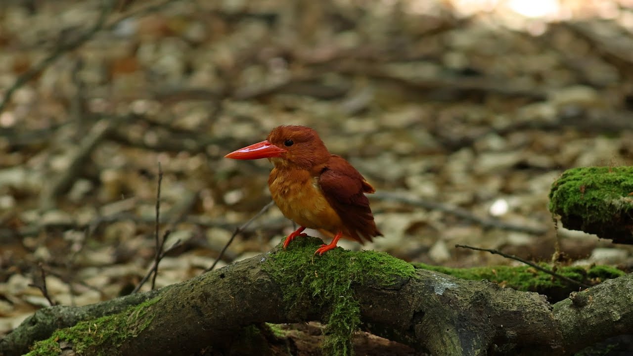 Ruddy Kingfisher