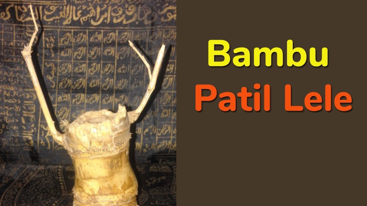 Mengenal Bambu Patil Lele, Bambu Bertuah & Khasiatnya - Mbak Widri