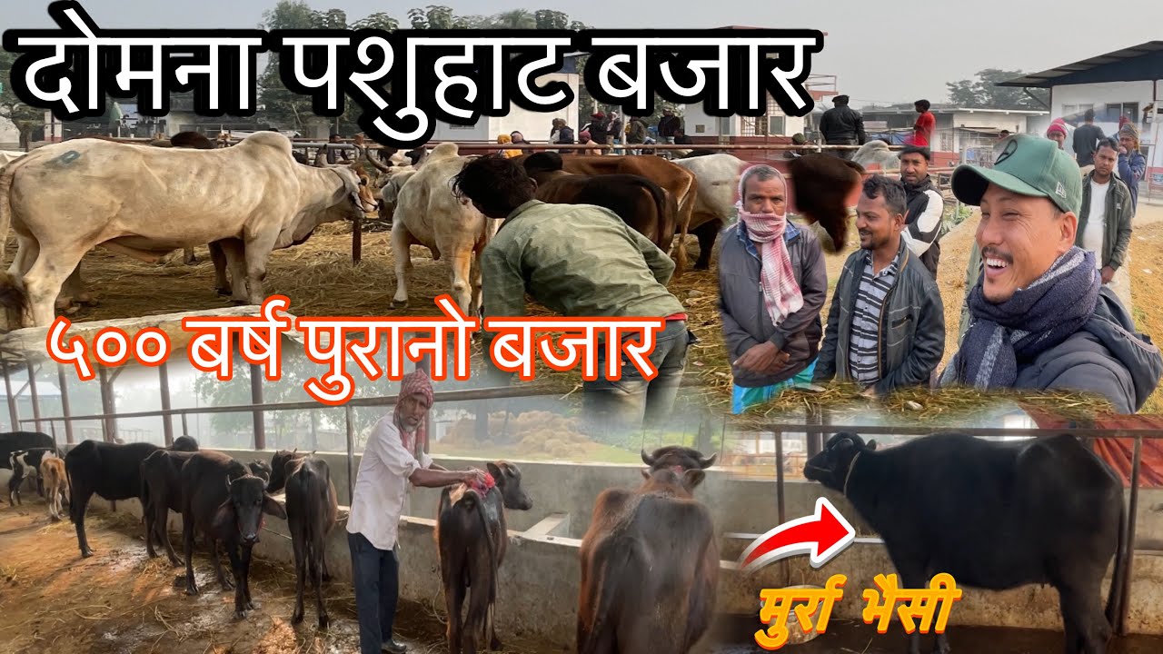 DOMANA PASU HAT BAZAR MORANG , ५०० बर्ष को ईतीहास बोकेको बजार । #youtube #nambindb #domana#morang