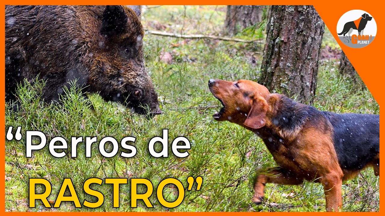 Perros de rastro 🐾, sabuesos en busca del jabalí 🐗