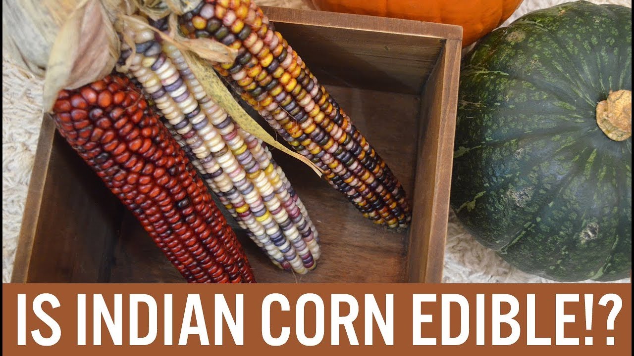 I TRIED TO TURN INDIAN CORN INTO POPCORN 🌽