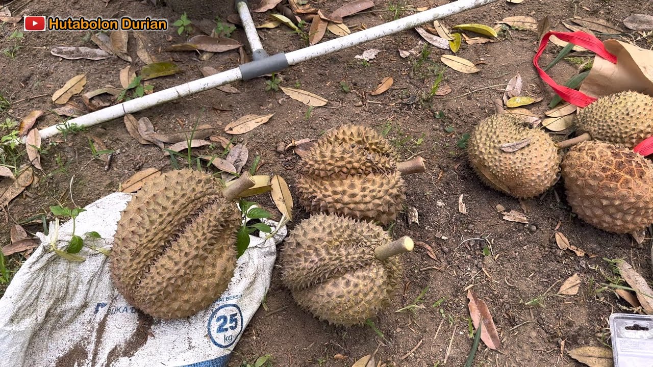 Durian Bintana di Lokasi Ketiga Kebun Hutabolon Durian Sudah Mulai Matang ||Durian Premium