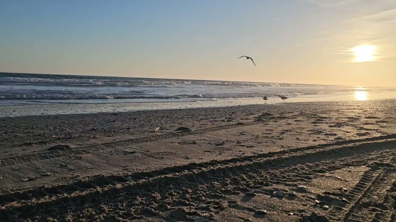 Atlantic Beach Twilight Sunset Ambiance. Birds. Natural ocean wave sound 