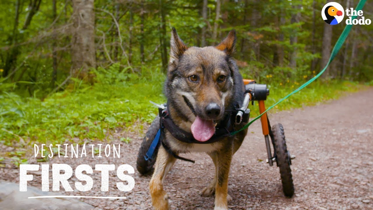 Rescue Dog and Her Mom Try Paddleboarding Together l The Dodo Destination: Firsts