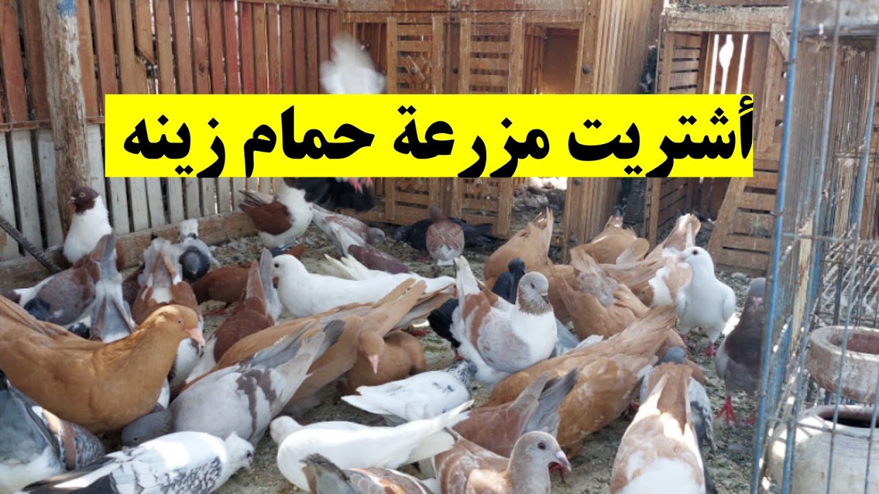 أشتريت مزرعة حمام روماني أصفر بيور + مودينا إيطالي جميع الألوان