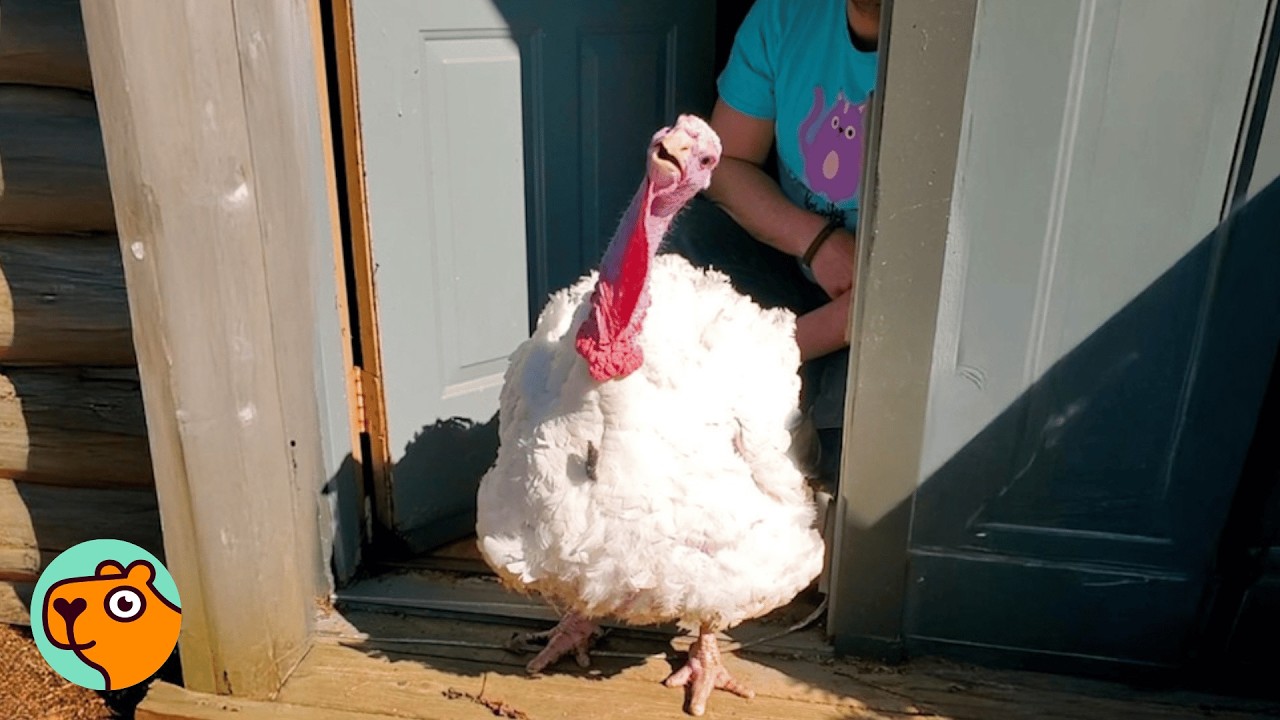 Turkey Never Went Outside. Now He Sees Sun For 1st Time | Cuddle Buddies