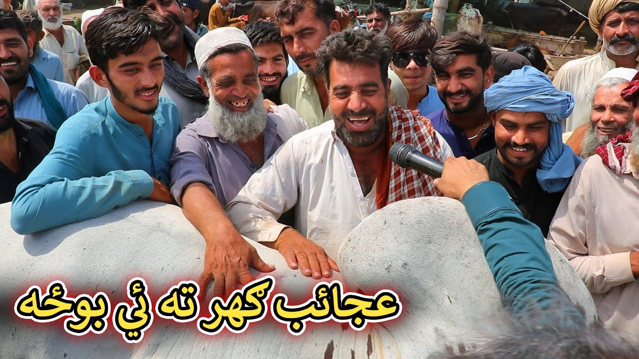 Aam Olas: Ep # (1816) | عجائب ګهر ته ئي بوځه