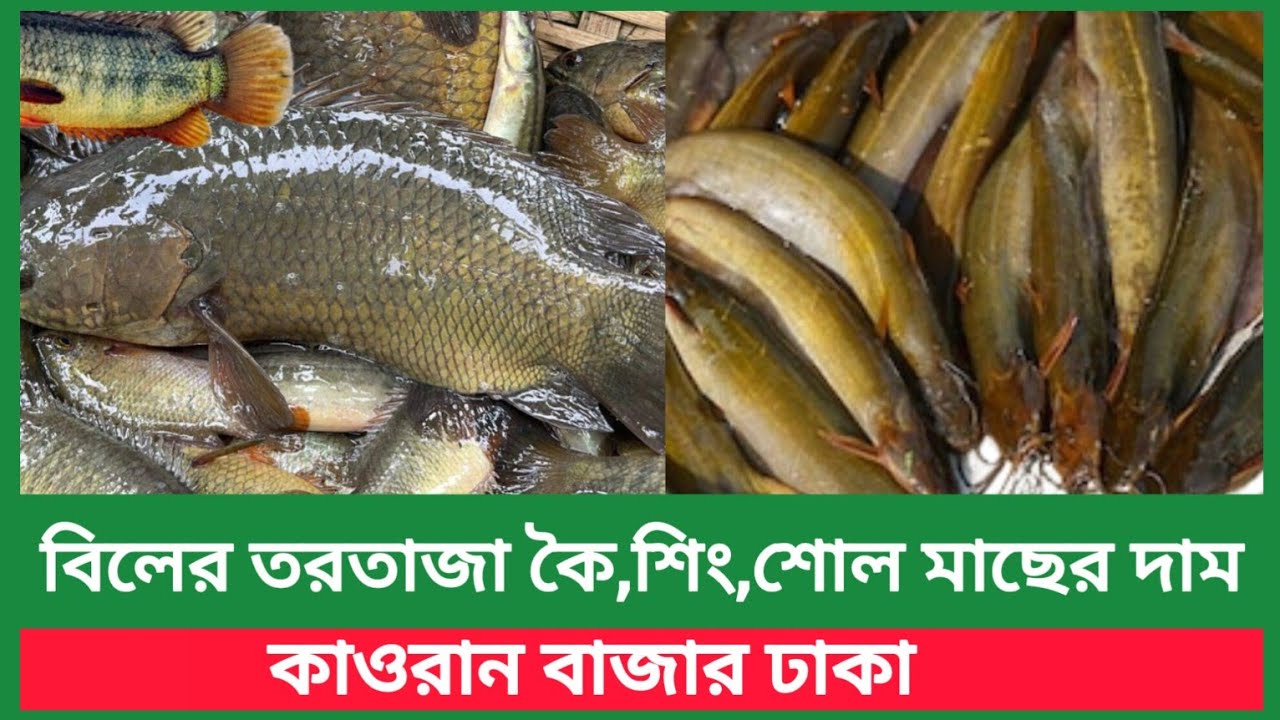 পানির দামে বিক্রি হচ্ছে বিলের তরতাজা কৈ,শিং,শোল মাছের দাম কতো | Fish market price today