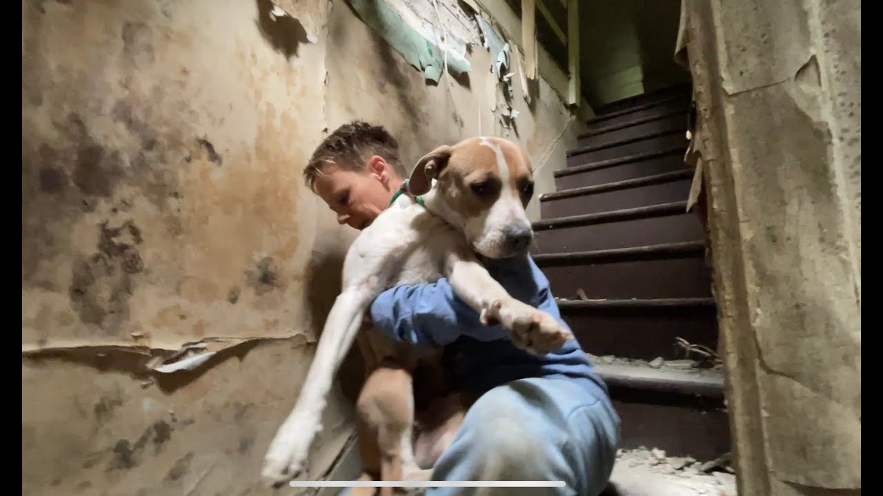 Crumbling house, dog needs help - Stray Rescue of St.Louis