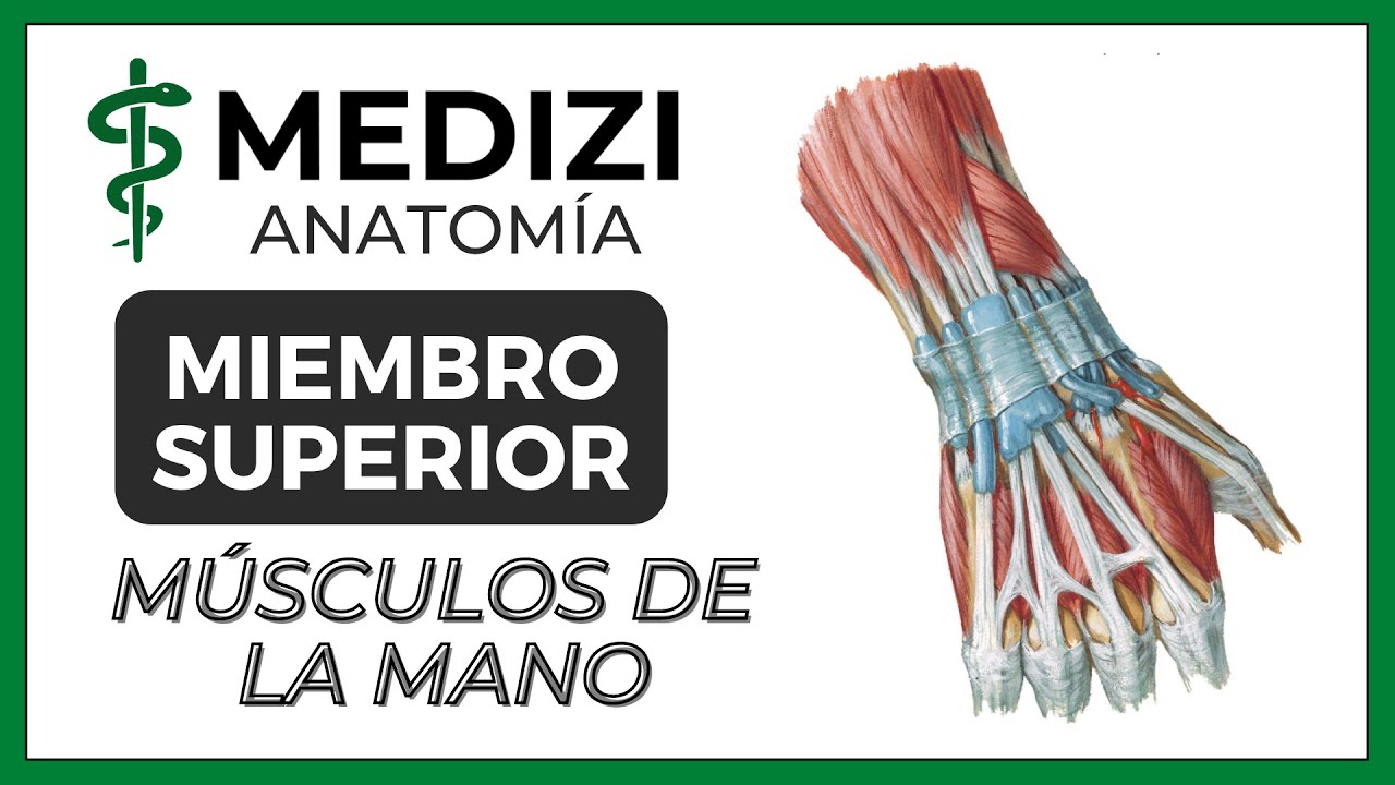 Anatomía de Miembro Superior (MMSS) - Músculos de la Mano