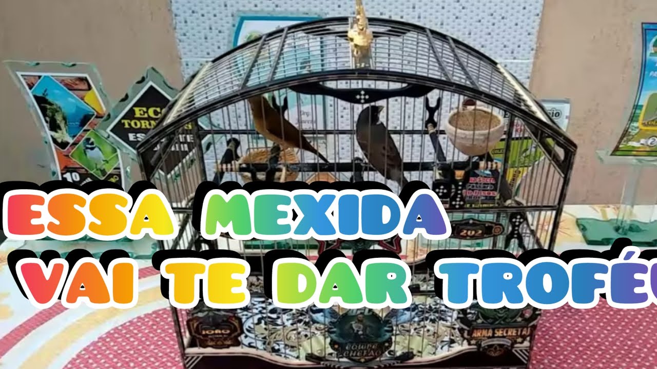 ESSA MEXIDA AQUI, Se tu souber fazer vai ganhar muito troféu 🏆