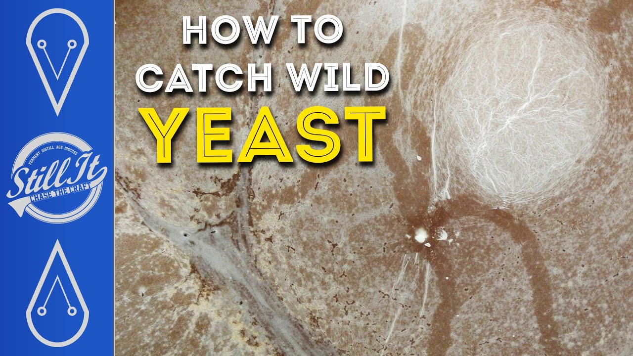 Catch Your Own Wild Yeast - With A Pro Brewer