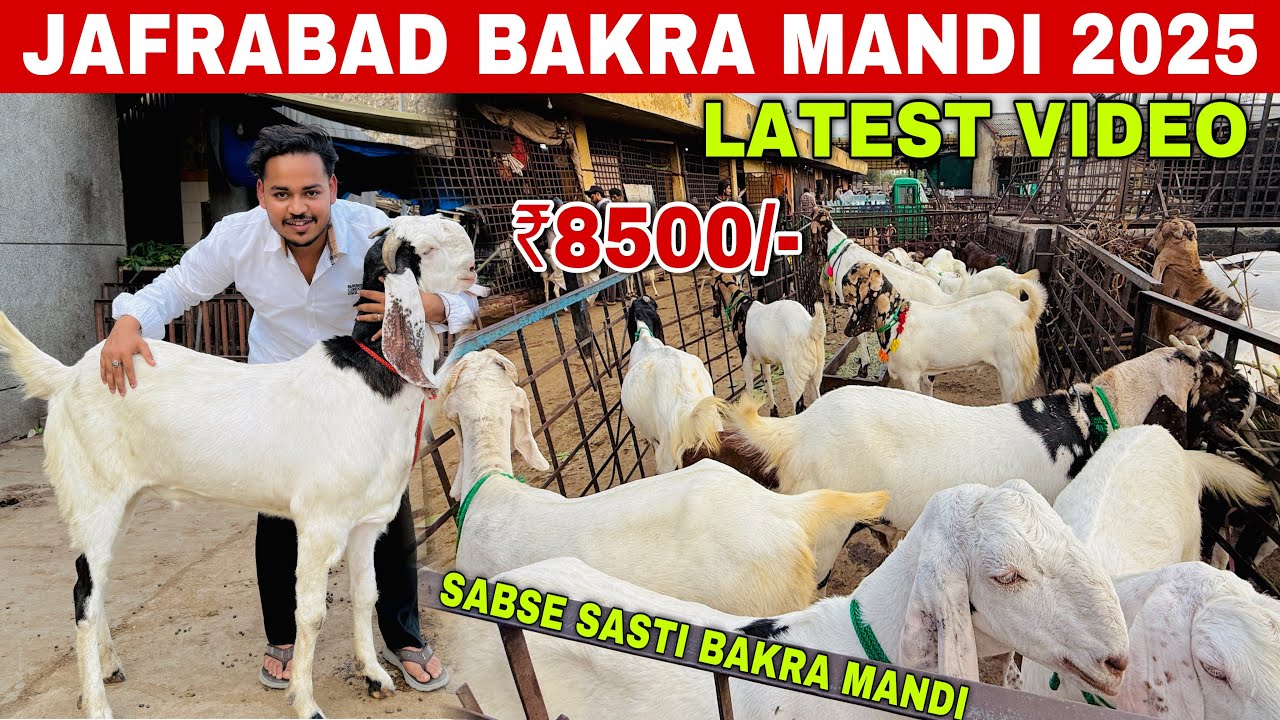 JAFRABAD BAKRA MANDI 2025 LATEST VIDEO | DELHI BAKRA MANDI 2025 | BAKRA MANDI DELHI