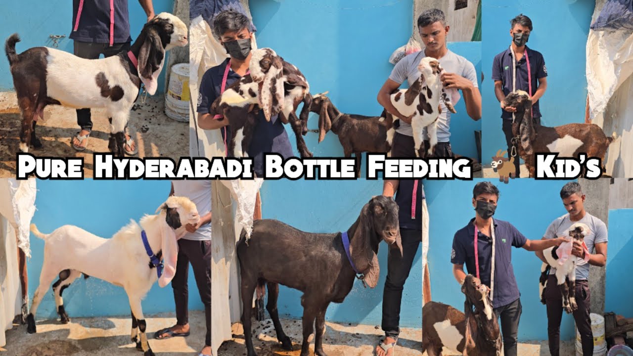 Hyderabadi bottle feeding goat kids available in Hyderabad | breedline ke bakriya & Gulabi breeder