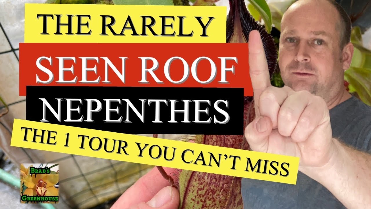 GREENHOUSE IS ALMOST EMPTY AND SOME HARDLY SEEN NEPENTHES TOUR