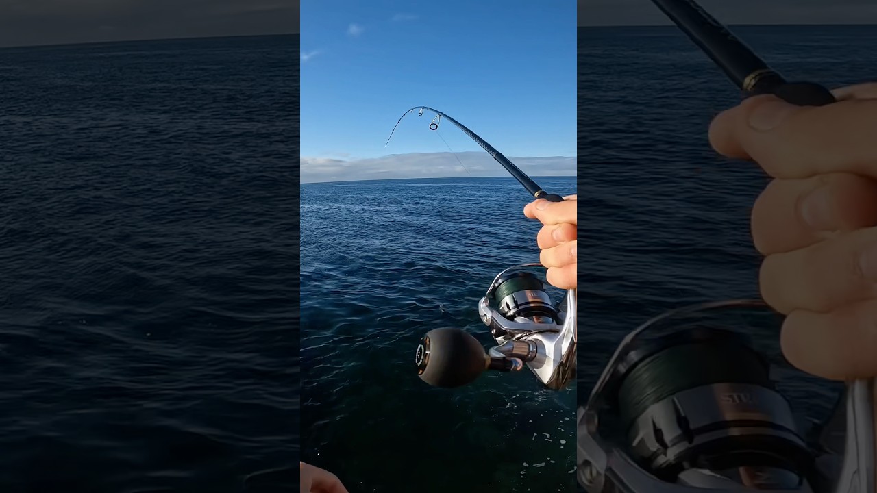 Spinning light🇮🇨🐟