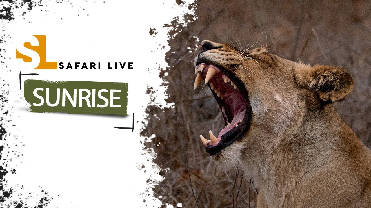 SafariLIVE Sunrise - Repeat - 03 February 2026