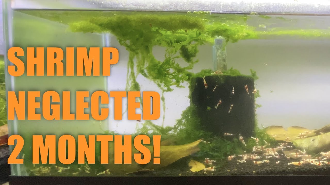 NEGLECTED SHRIMP TANKS -- 2 months of NO MAINTENANCE