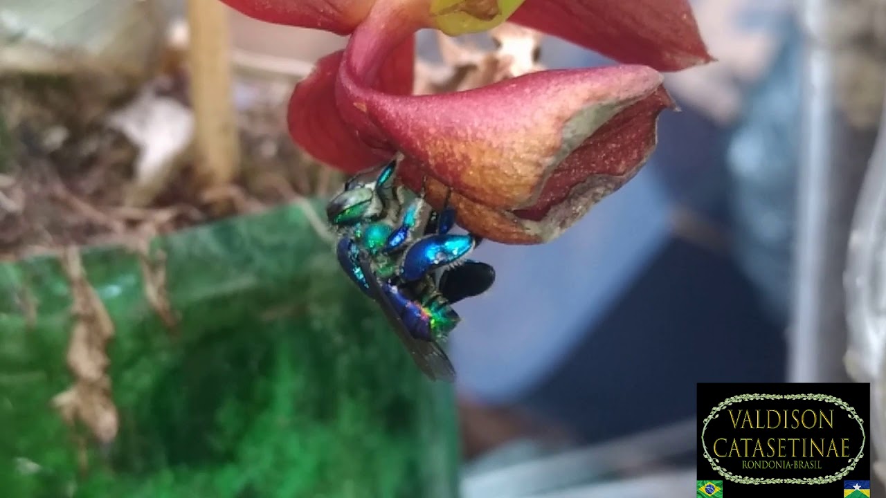 Abelhas Euglossini e as Orquídeas (Importantíssimas)