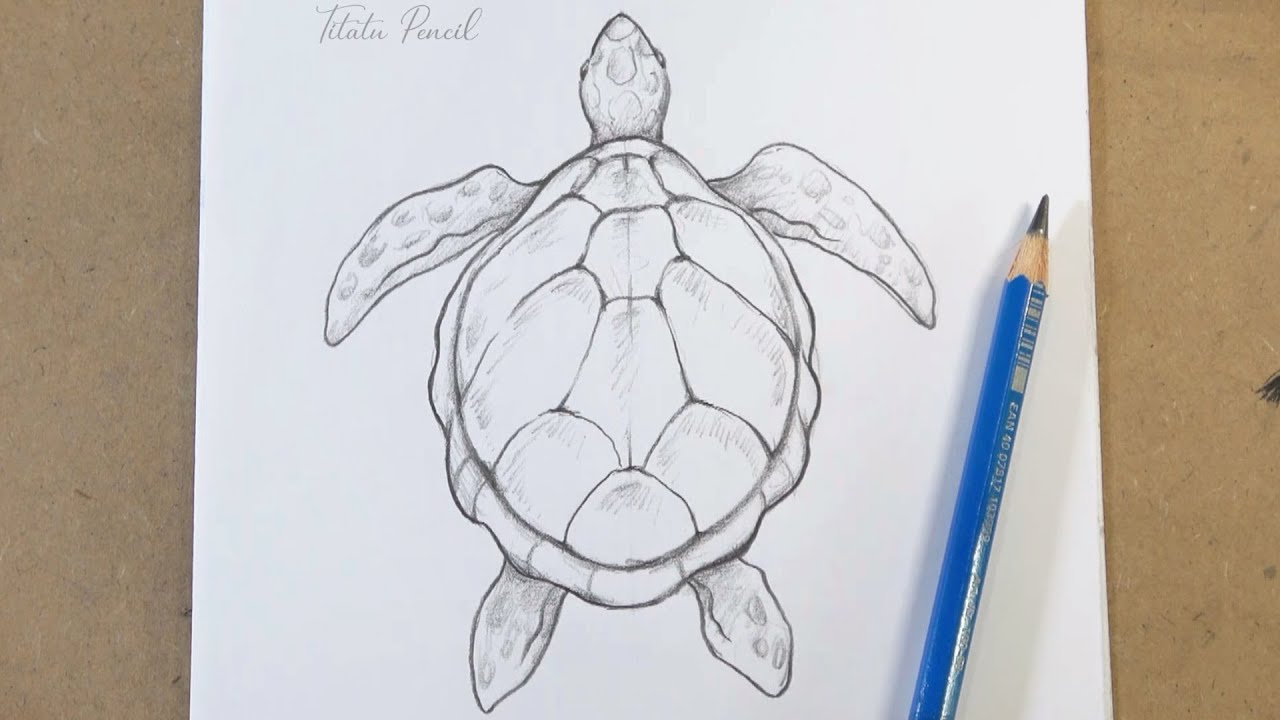 How to Draw a Sea Turtle Step by Step | Pencil Drawing