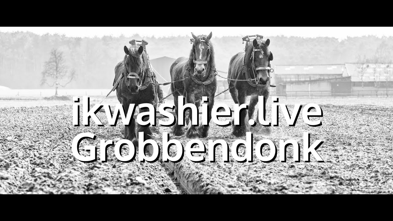 Belgische Trekpaarden ploegen - Draft Horse plowing - ikwashier.live Grobbendonk - sfeerbeeld