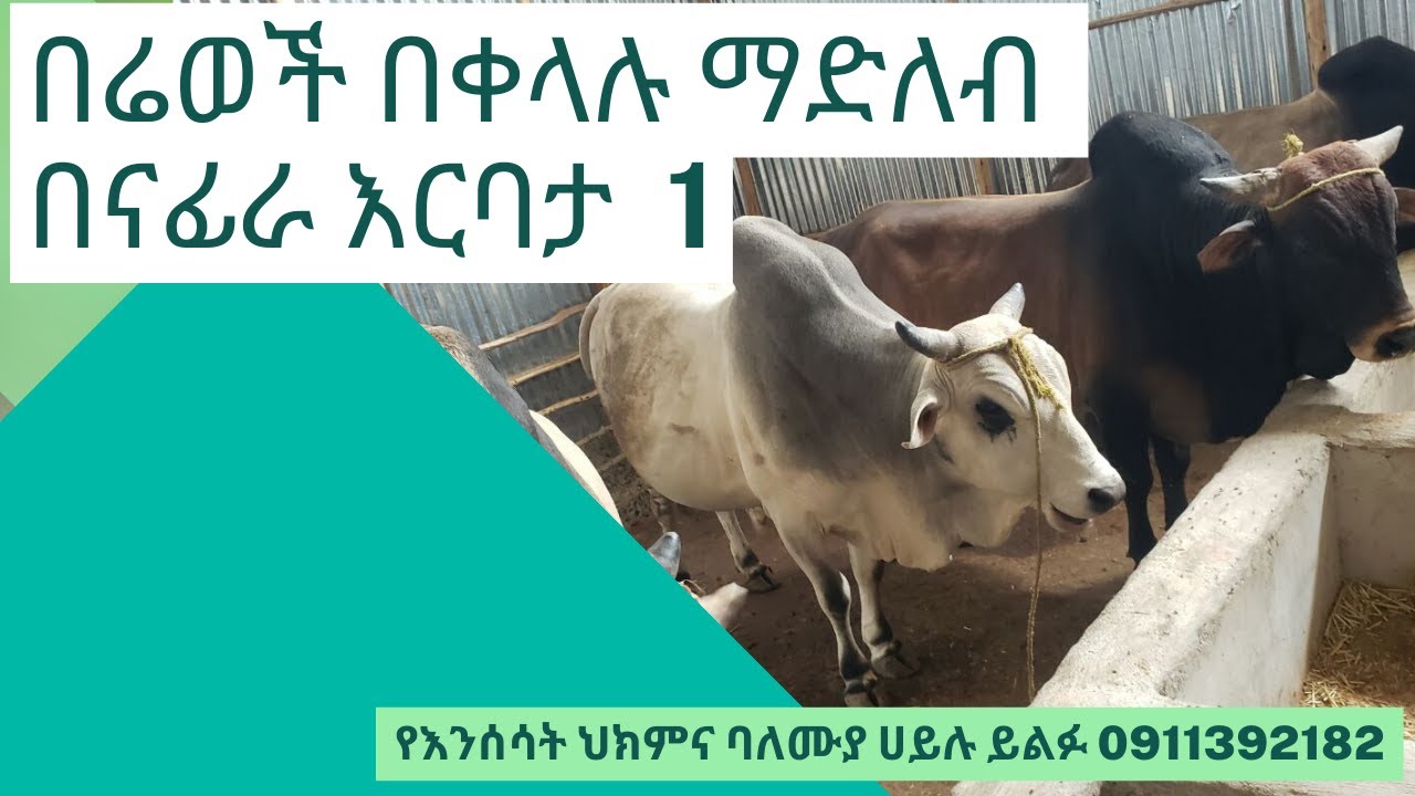 የሚደልቡ በሬወች  በናፊራ እርባታ Part 1