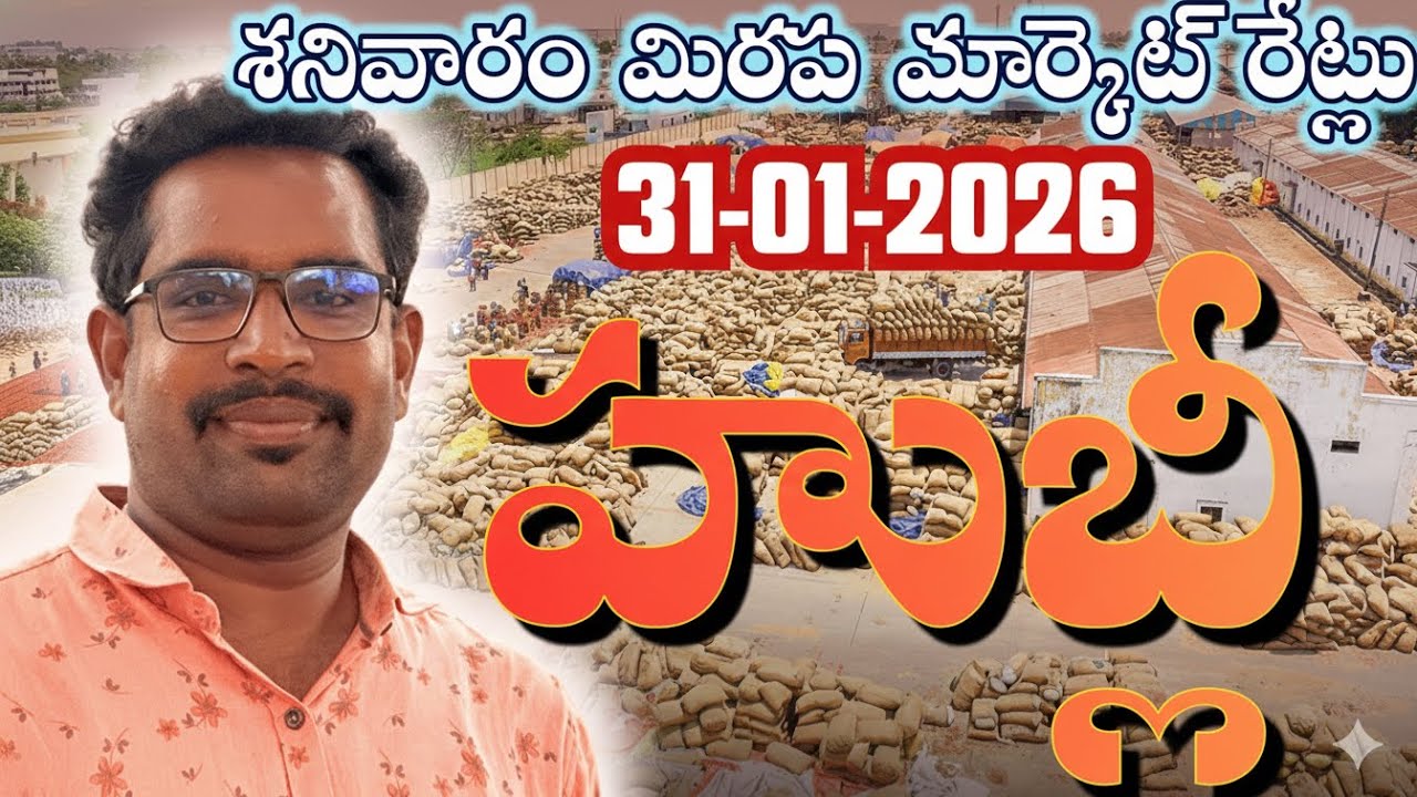 హుబ్లీ మిరప మార్కెట్ ఈరోజు 🔥 | 31-01-2026 తాజా రేట్లు 🌶️ #mdhasanagritech #viral #trending 