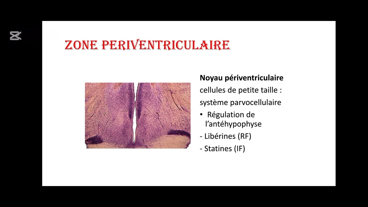 UE4 Histologie Endocrinienne(1):généralités sur les glandes endocrines (la dernière partie) بالعربية