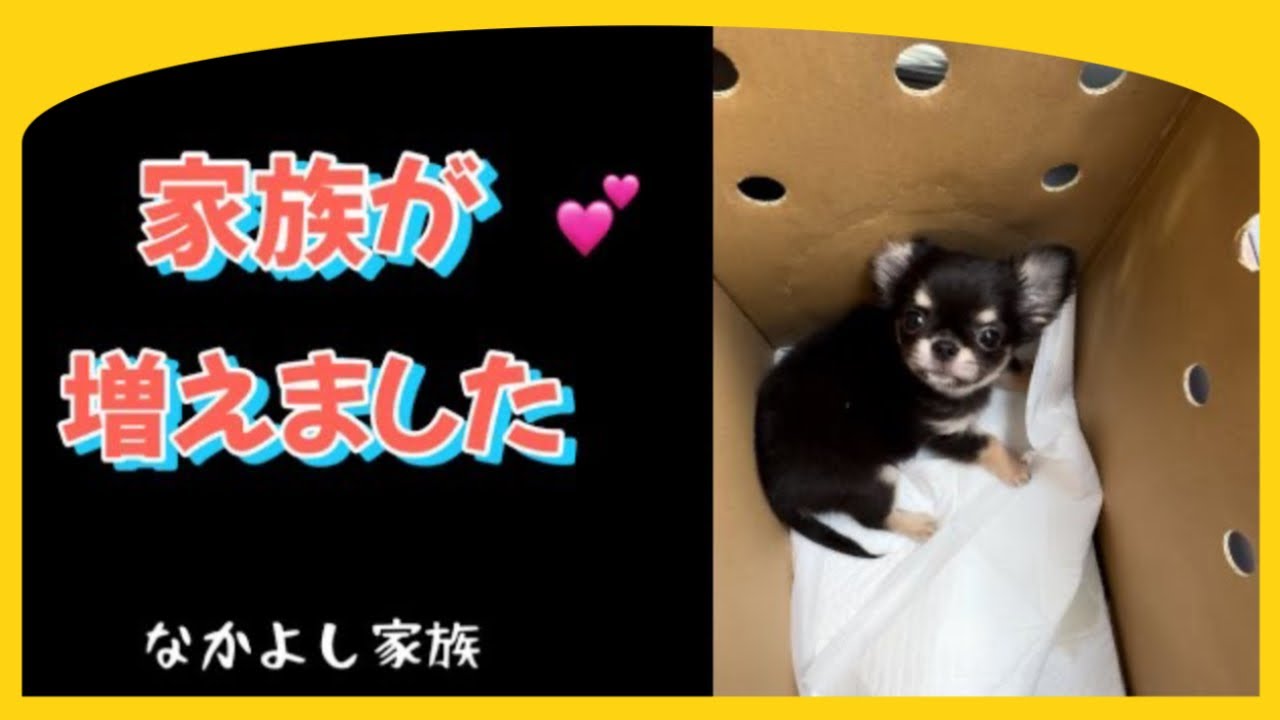 妹チワワがやって来た👼