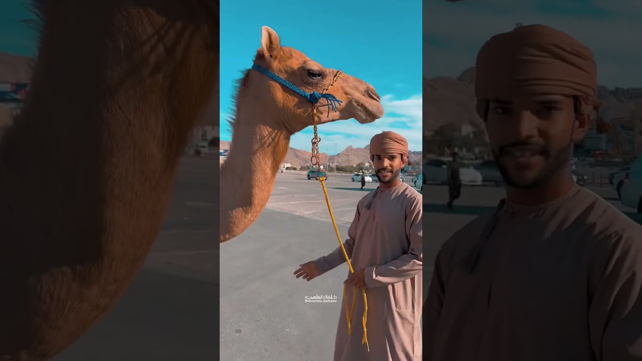الجمل شوقي