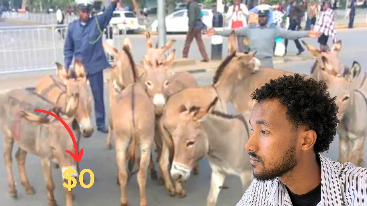 Free Donkeys‘  Qofna malaha dameerahan ! 