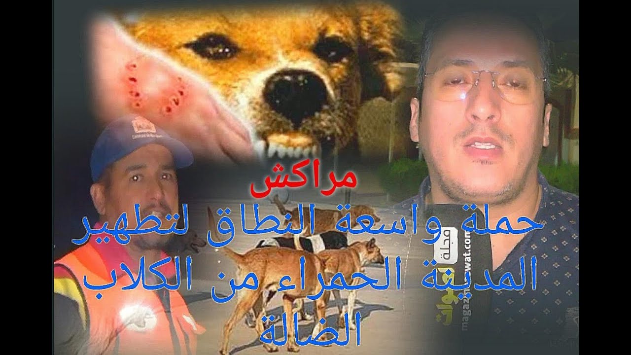 حملة واسعة النطاق لتطهير 