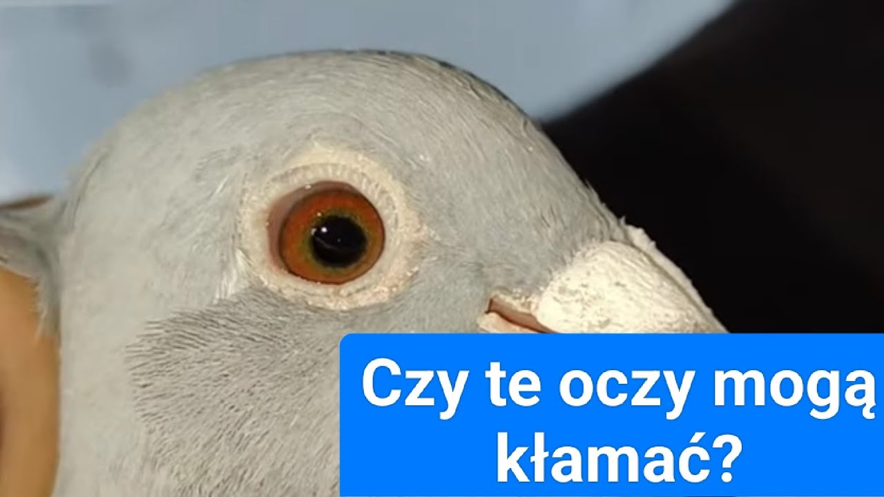 Gołąbki lini Deporto (grondelaers), Janssen (Gotl),  Vandenabeele, M. Bochynek  na sprzedaż(część 2)