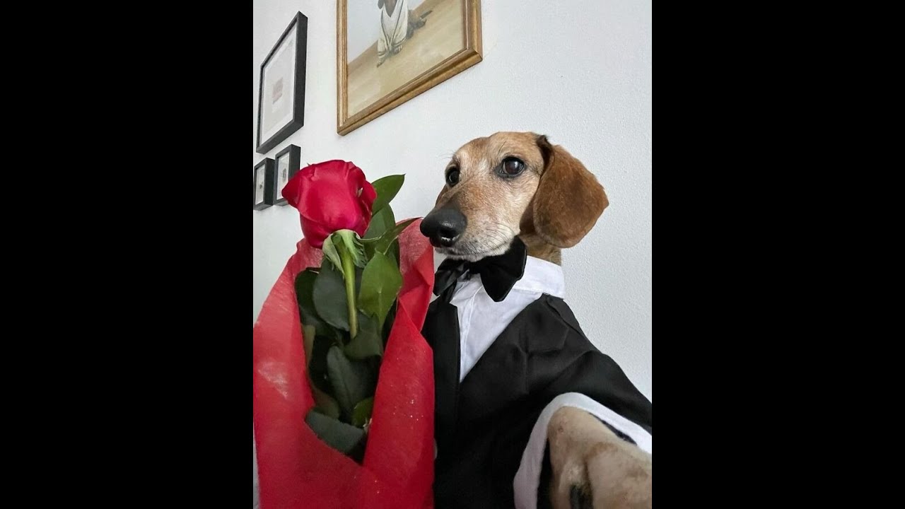 DMZ - I'll be your valentine :)