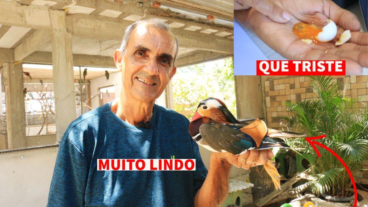 SOLTAMOS O MARRECO NO LAGO I TRISTEZA COM O OVO DO L&Oacute;RIS AMOR-AMOR