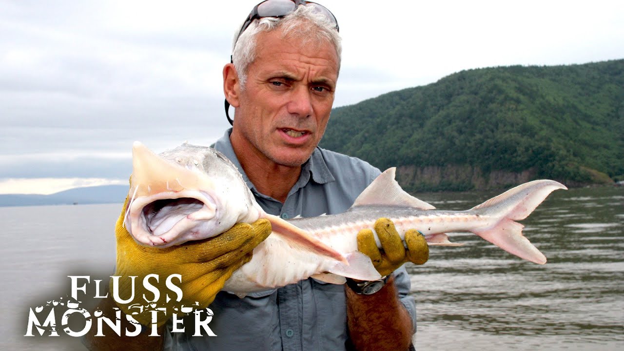 Der russische Kaluga-Hausen: Monsterfisch oder Mythos? | S4 E02 | Fluss Monster