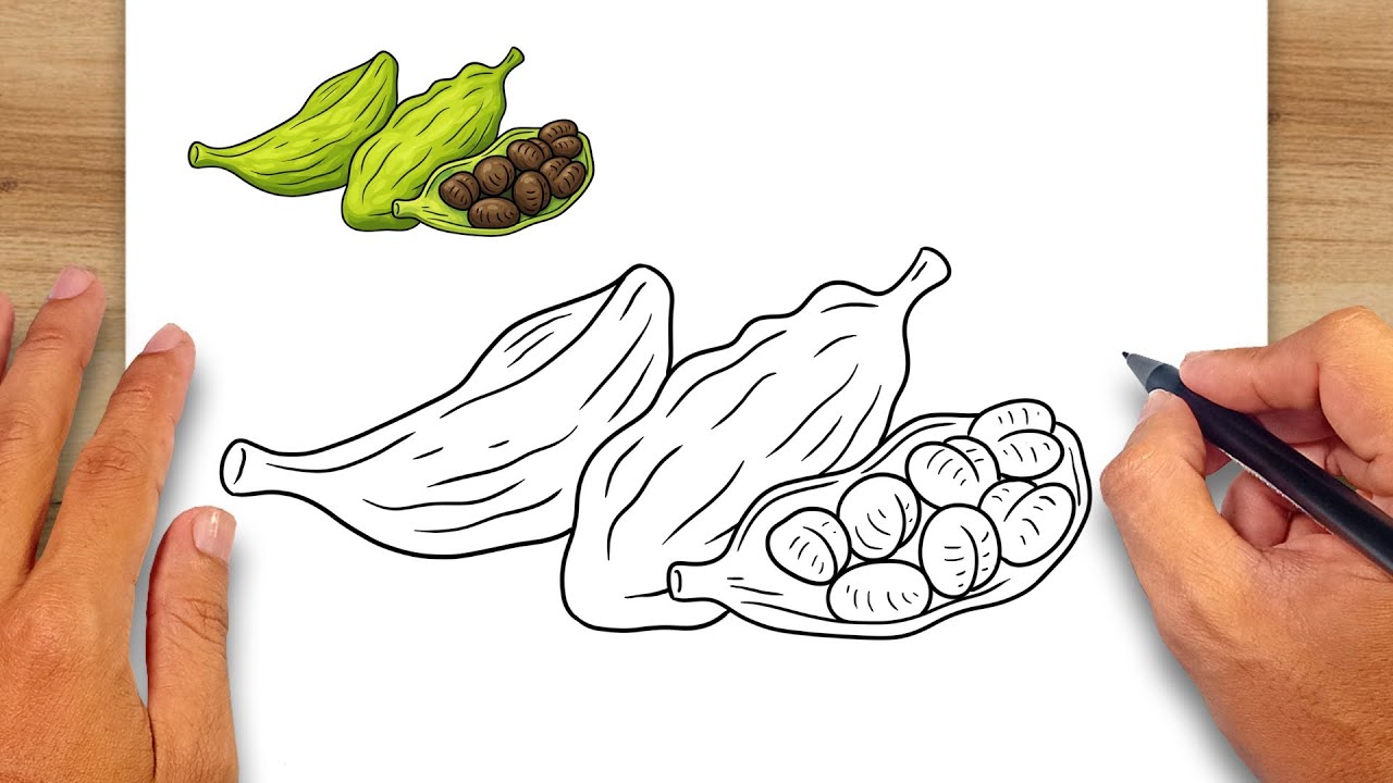 How to draw Cardamom - Easy Drawing for Kids & Beginners