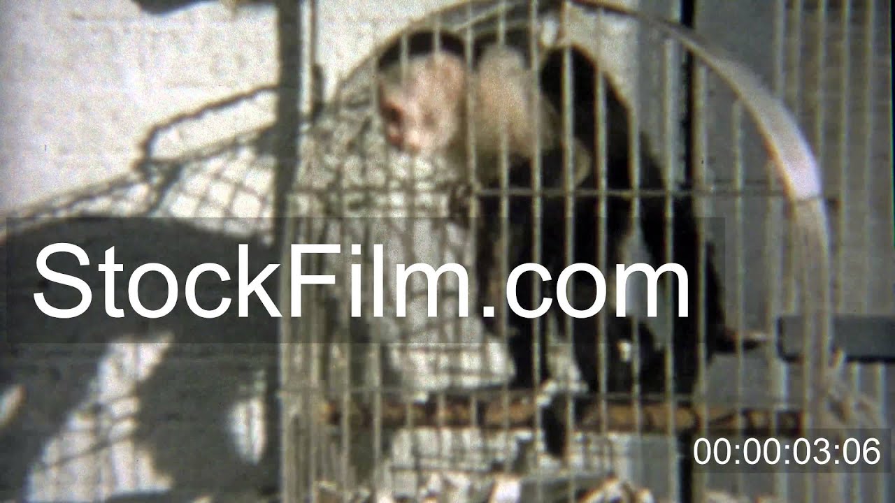 1959: Monkey pissed off trapped in cage yelling at humans around. FT. WORTH, TEXAS