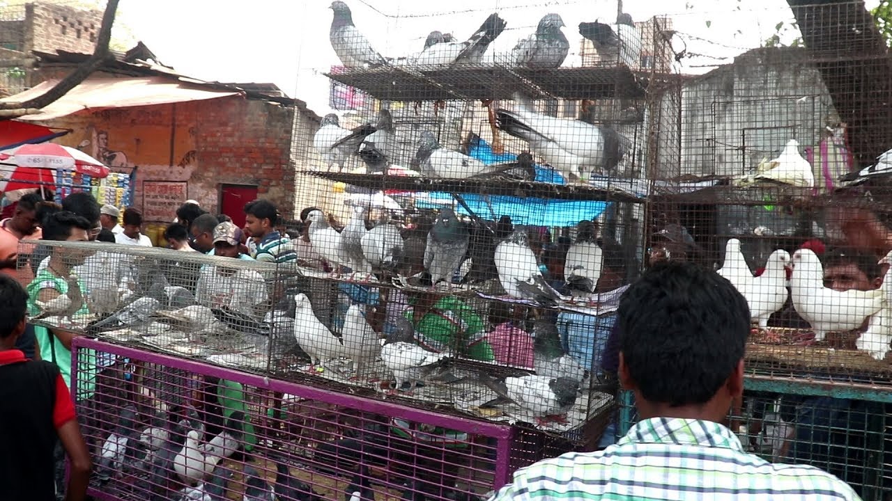GALIFF STREET PIGEON MARKET KOLKATA  (BEST PIGEON MARKET OF WEST BENGAL)
