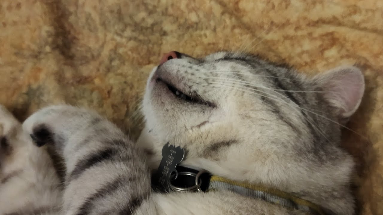 Пушистая команда отдыхает.