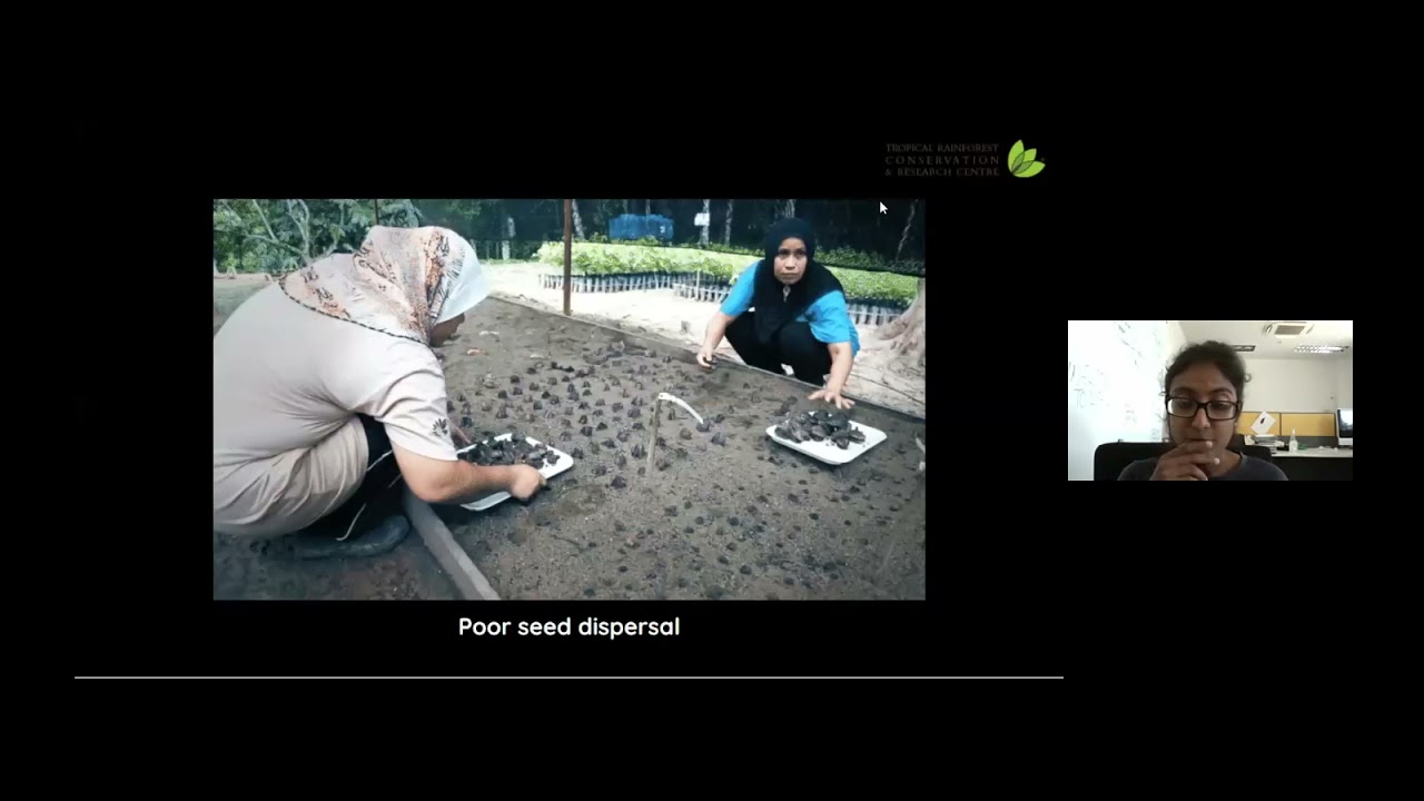 Dipterocarp ID 101