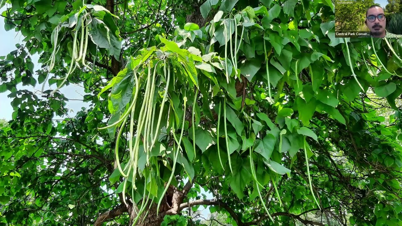 Weekly Walk: Under the Shade