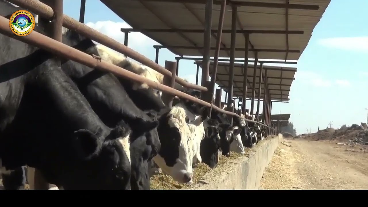 قطاع  الإنتاج الحيوانى بشركة الصالحية للإستثمار والتنمية