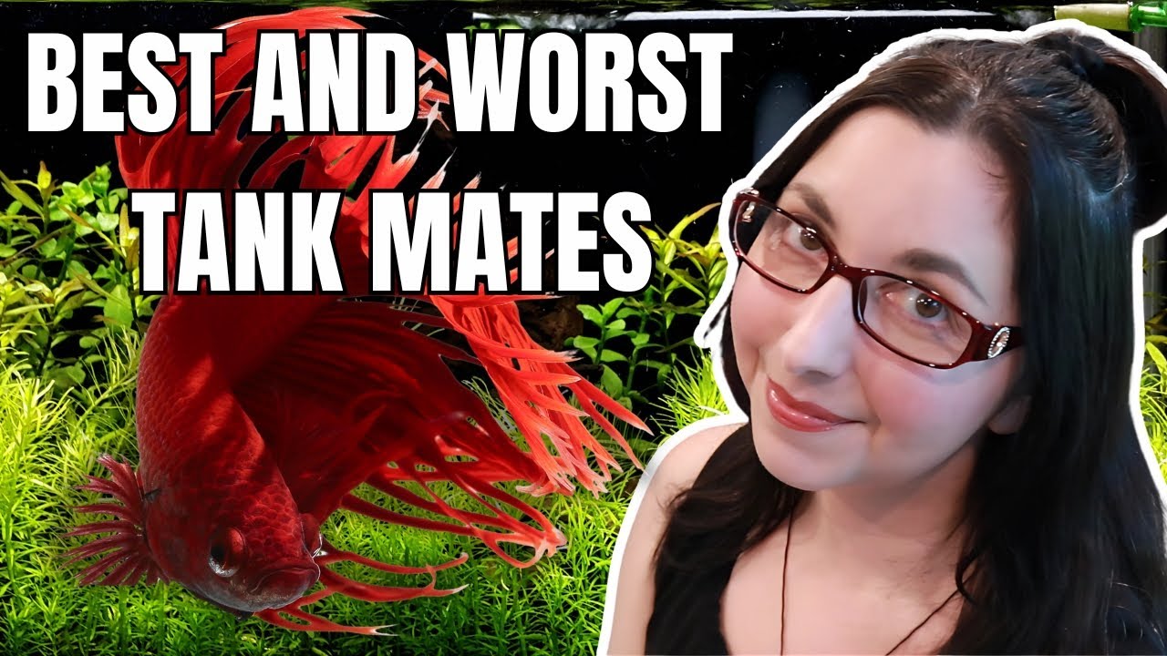 Best and Worst Tank Mates for Betta Fish🐠