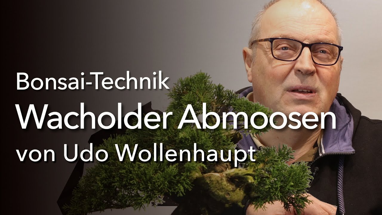 Wie werden aus einem Bonsai zwei???  Bonsai-Technik Abmoosen mit Udo Wollenhaupt