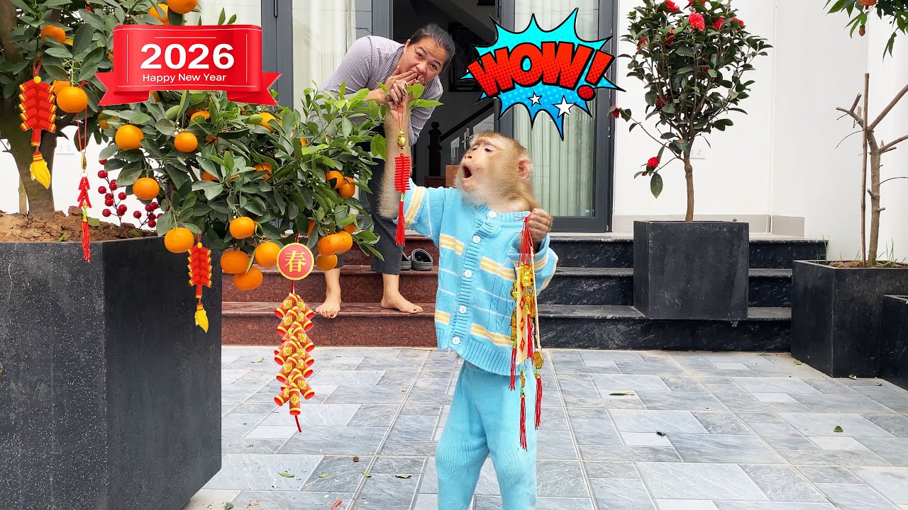 How clever! Monkey Lyly decorated the kumquat tree, surprising her mother with her talent.