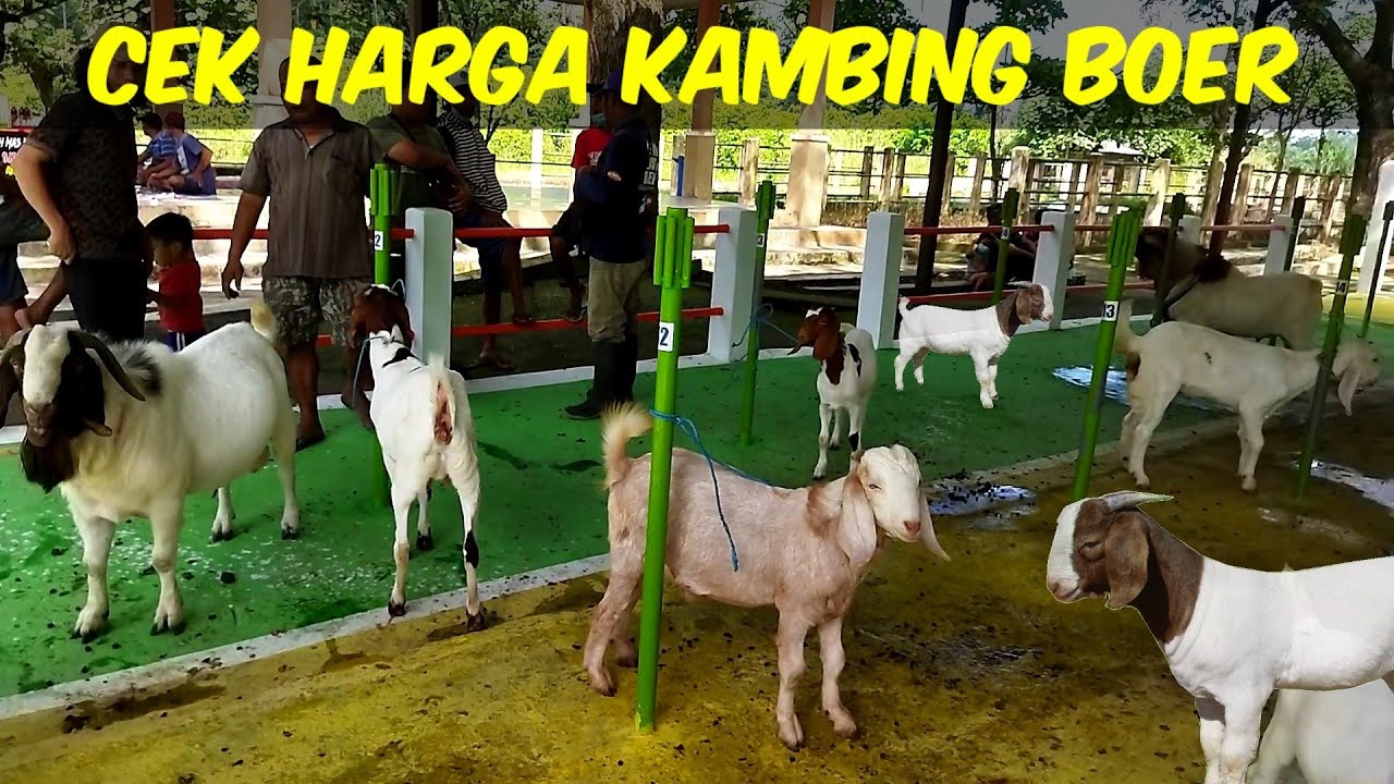 Harga kambing boer di pasar hewan srengat blitar | Sahabat sapi dolan pasar